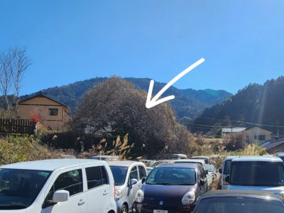 雑草が刈らむ木伐採　おたすけバスターズ。